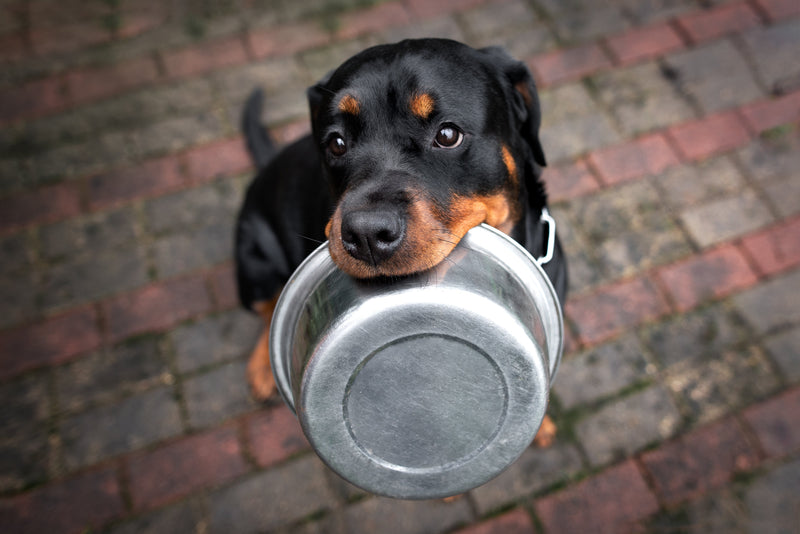 Freeze-Dried vs Air-Dried, what’s best for your pet?