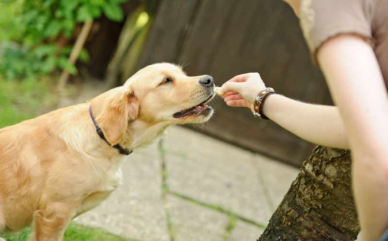 Why "Fussy" Dogs (And Health-Conscious Owners) Love Ernie's Bites