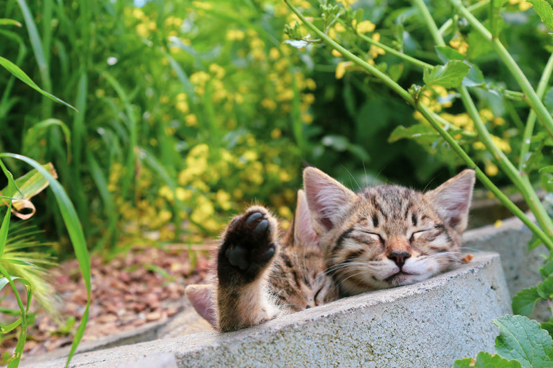 Are Ernie’s Bites Safe for Cats & Kittens? Absolutely, and Here's Why