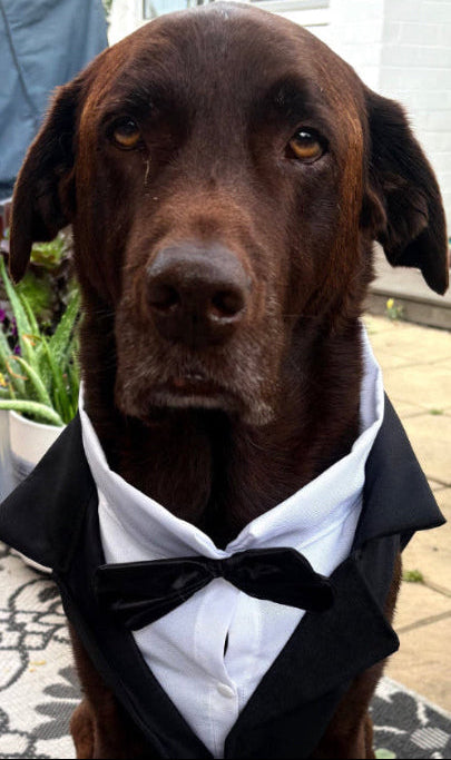Teddy, brown Labrador