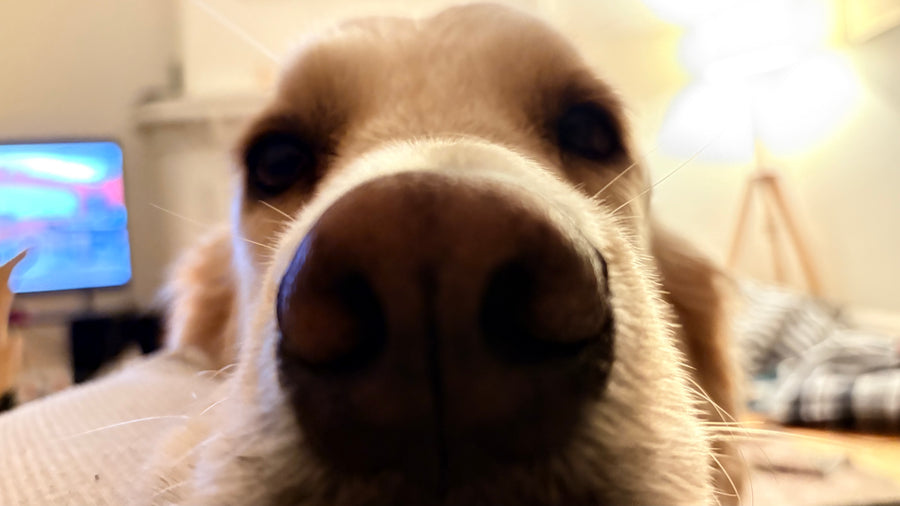 Ernie, golden retriever